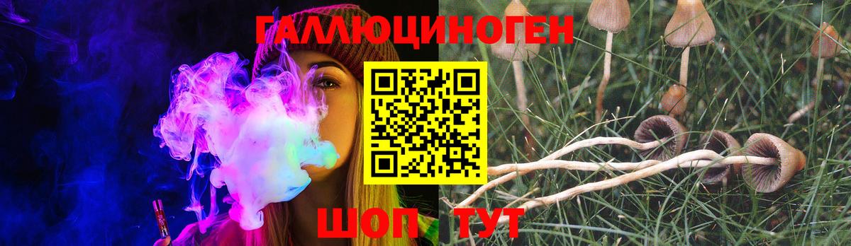 Псилоцибиновые грибы Psilocybe Междуреченск